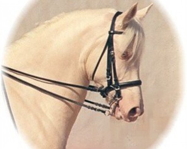 Pferd paquo Amaranto (Andalusier, 2000)
