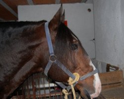 stallion Guadalquivir (Lusitano, 1988, from Universo)