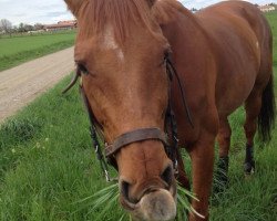 horse Loup Paro xx (Thoroughbred, 2000, from Loup Solitaire xx)