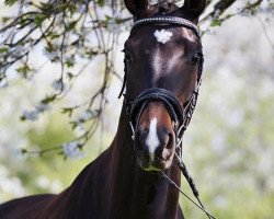 Springpferd Sandokan 296 (Trakehner, 2009, von Shavalou)