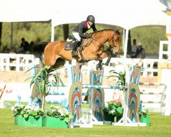 jumper Chintano 3 (Oldenburg show jumper, 2008, from Chintan)