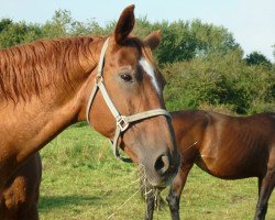 broodmare Debonnaire (Westphalian, 1995, from Domburg)