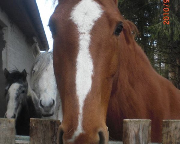 broodmare Davina (Württemberger, 2003, from Dunhill H)