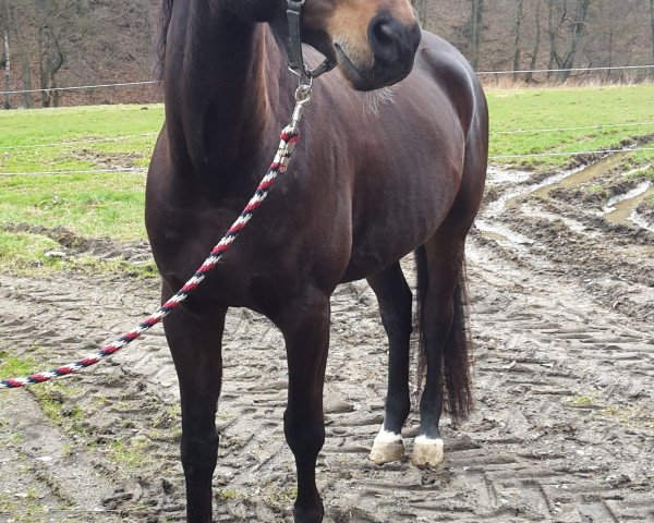 dressage horse Ilari (Trakehner, 2006, from Titelheld)