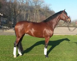 dressage horse Fairness 139 (Westphalian, 2008, from Florenciano 6)