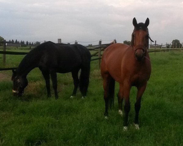 broodmare Elcantara (Westphalian, 2003, from Ehrentusch)