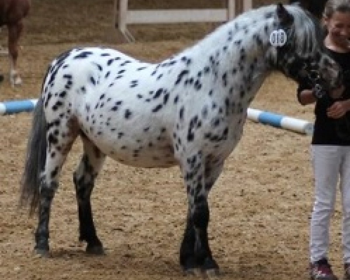 horse Farbenfrohs Fürst Fabelhaft (Dt.Part-bred Shetland pony, 2010, from Fürst Farbenfroh)