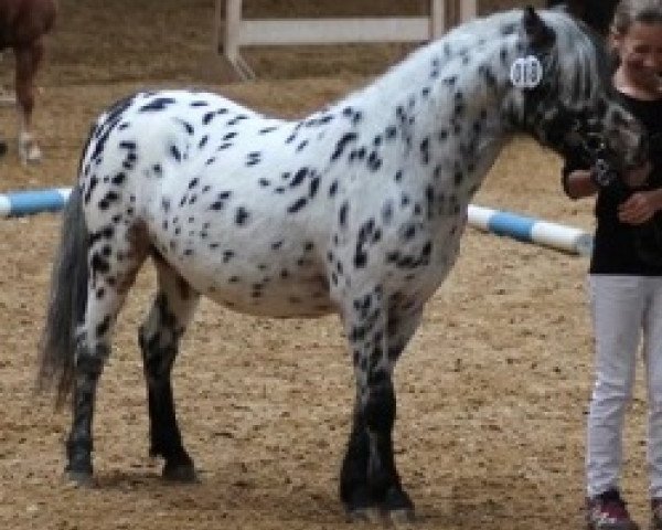 horse Farbenfrohs Fürst Fabelhaft (Dt.Part-bred Shetland pony, 2010, from Fürst Farbenfroh)
