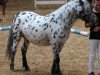 horse Farbenfrohs Fürst Fabelhaft (Dt.Part-bred Shetland pony, 2010, from Fürst Farbenfroh)