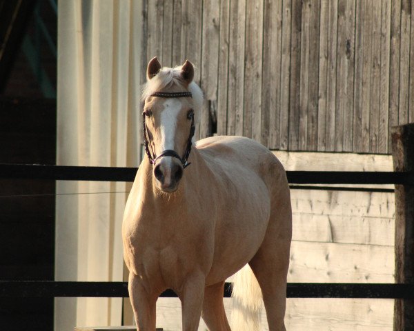 broodmare Golden Sunshine (German Riding Pony, 2003, from FS Golden Highlight)