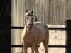 Zuchtstute Golden Sunshine (Deutsches Reitpony, 2003, von FS Golden Highlight)