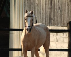 Dressurpferd Golden Sunshine (Deutsches Reitpony, 2003, von FS Golden Highlight)