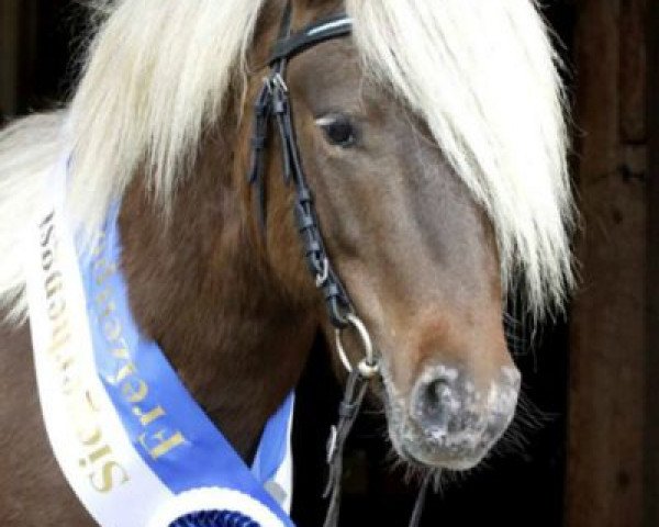 stallion Farbenfrohs Fürstenball (German Classic Pony, 2011, from Farbenfroh's Figaro)