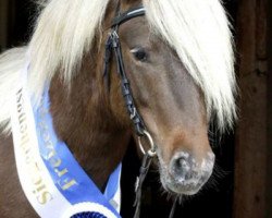 Deckhengst Farbenfrohs Fürstenball (Deutsches Classic Pony, 2011, von Farbenfroh's Figaro)