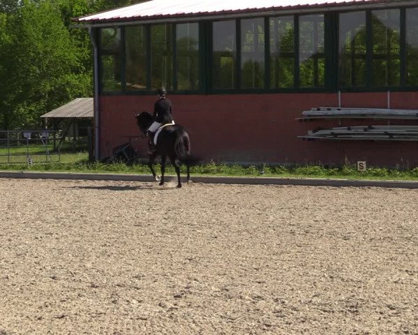 Reitturnier Schwanewede 2021