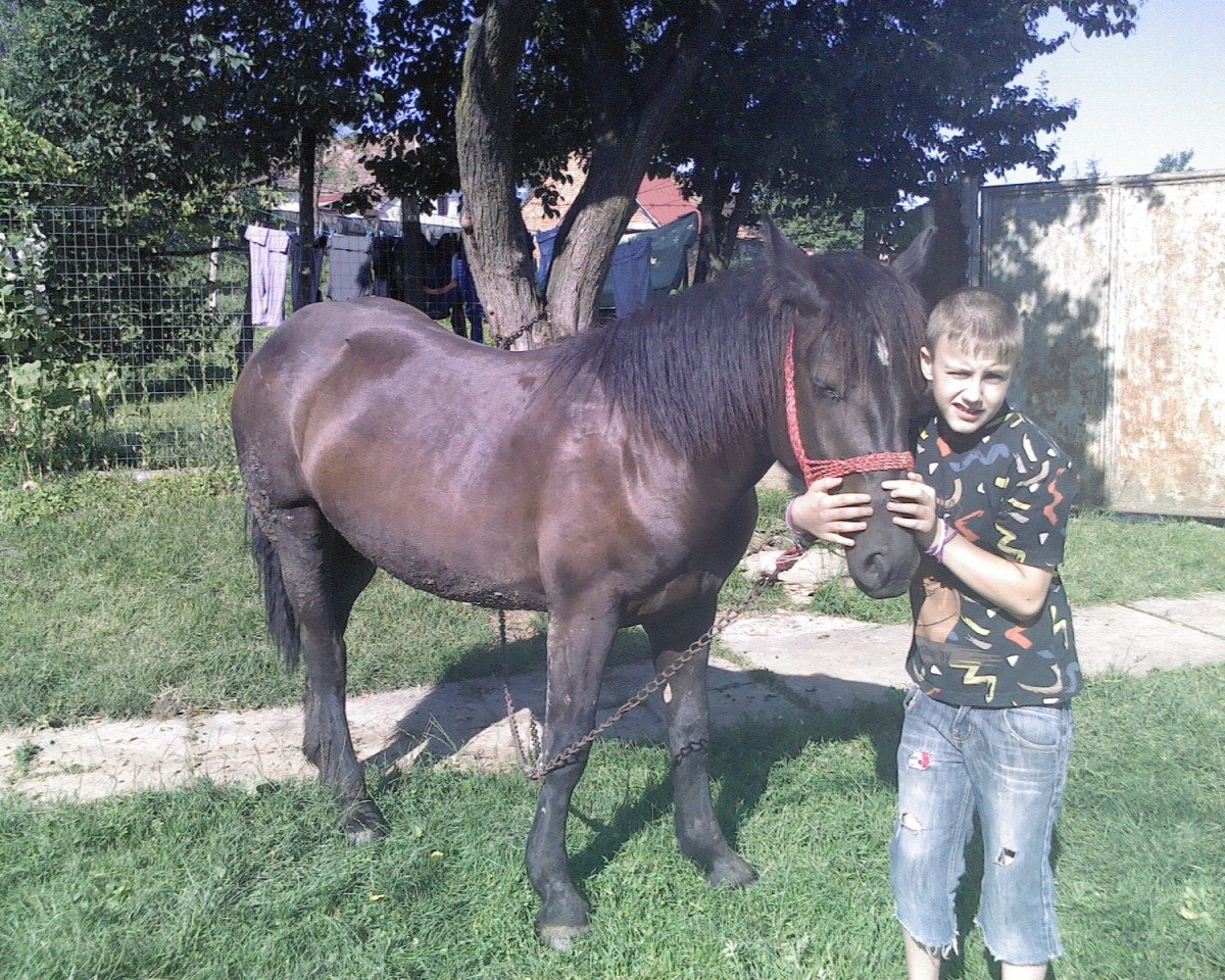 broodmare Mura (Polish Warmblood, 2008, from Hercules S)