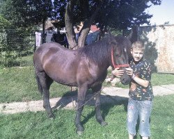 Pferd Mura (Polnisches Warmblut, 2008, von Hercules S)