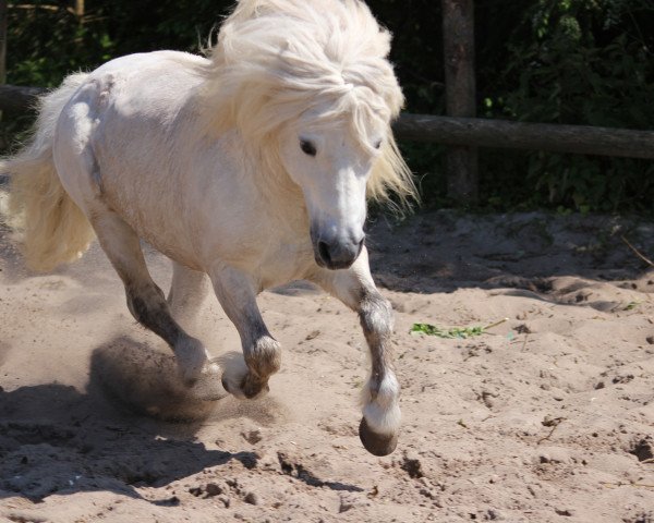 Deckhengst Gordan of Baltic Sea (Shetland Pony, 2000, von Gauner)