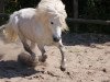 stallion Gordan of Baltic Sea (Shetland Pony, 2000, from Gauner)
