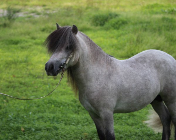 stallion King of Baltic Sea (Shetland Pony, 2010, from Kaschmir Of Baltic Sea)