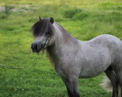 stallion King of Baltic Sea (Shetland Pony, 2010, from Kaschmir Of Baltic Sea)