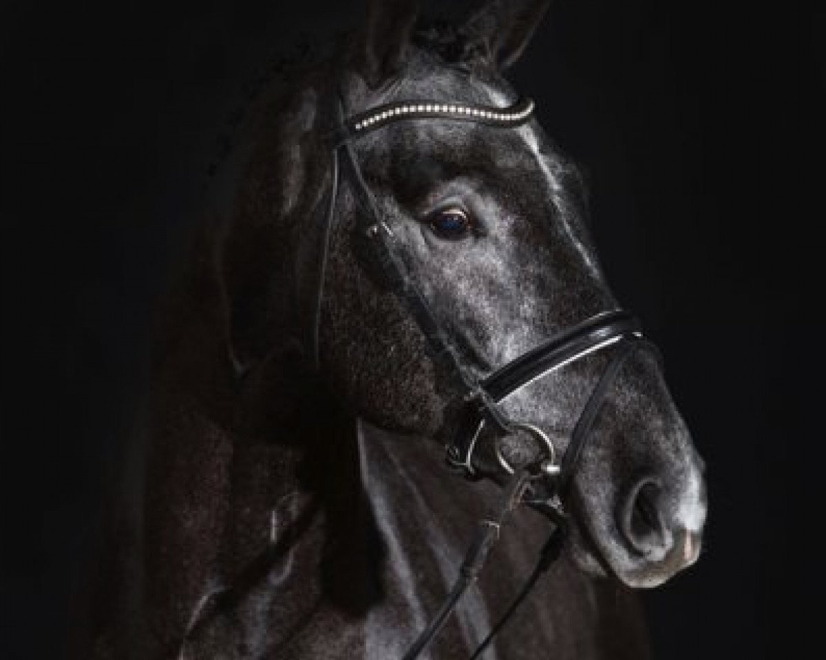Deckhengst Cornet's Boy RM (Westfale, 2012, von Cornet Obolensky)