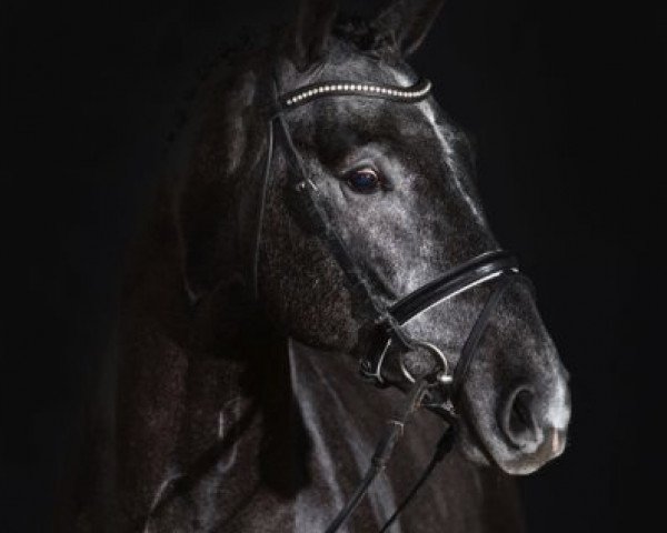 stallion Cornet's Boy RM (Westphalian, 2012, from Cornet Obolensky)