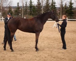 broodmare Waldfee (Hanoverian, 2002, from White Star)