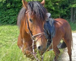 broodmare Fajauna vom Laas (Freiberger, 2007, from Versace)