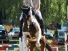 jumper Isko H (German Warmblood, 2006, from Ismo)