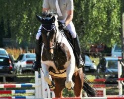 jumper Isko H (German Warmblood, 2006, from Ismo)