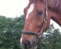 dressage horse Ryan (Zweibrücken, 2007, from Rotspon)