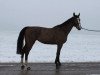 jumper Kalanta van de Brouwershoeve (Belgian Warmblood, 2010, from Grand Cru van de Vijf Eiken)