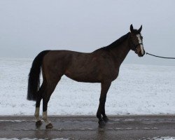 jumper Kalanta van de Brouwershoeve (Belgian Warmblood, 2010, from Grand Cru van de Vijf Eiken)