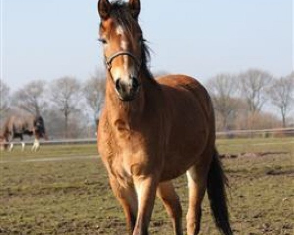 horse Oak Forest Sydney (New Forest Pony, 2013, from Frodo's Boy)