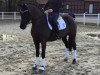 dressage horse Grace B (German Riding Pony, 2009, from Voyage)