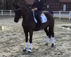 dressage horse Grace B (German Riding Pony, 2009, from Voyage)