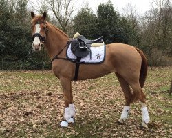 jumper Merian (German Riding Pony, 2010, from Manchester)