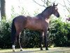 jumper Slangenburg's Alexander (New Forest Pony, 2010, from Berkzicht Rob)