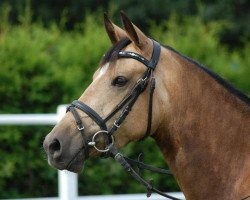 dressage horse Helena (German Riding Pony, 2009, from Nacromancer in the dark)