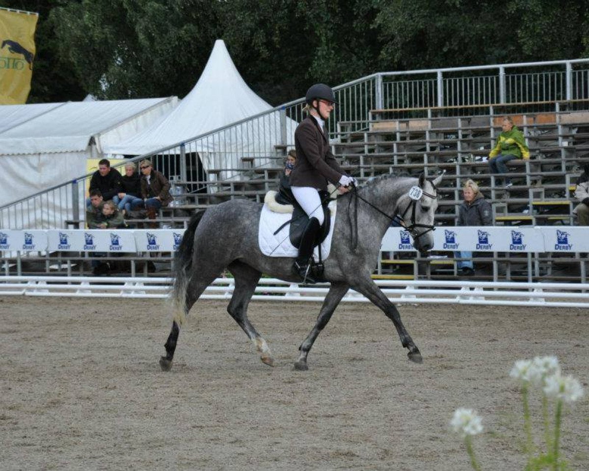 Zuchtstute Ochtenhusen's M (Deutsches Reitpony, 2006, von Nacromancer in the dark)