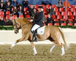 stallion Nacromancer in the dark (German Riding Pony, 1998, from Nightstar)