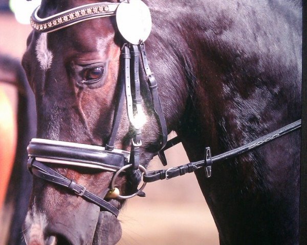 dressage horse Pernod 124 (Westphalian, 2007, from Praktiker)