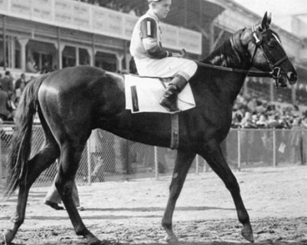 stallion Saggy xx (Thoroughbred, 1945, from Swing and Sway xx)