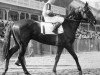 stallion Saggy xx (Thoroughbred, 1945, from Swing and Sway xx)