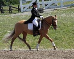 dressage horse Daylight Ey (German Riding Pony, 2000, from FS Don't Worry)