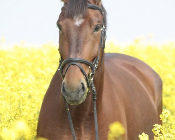 horse Vitus (Heavy Warmblood, 2003, from Veit)