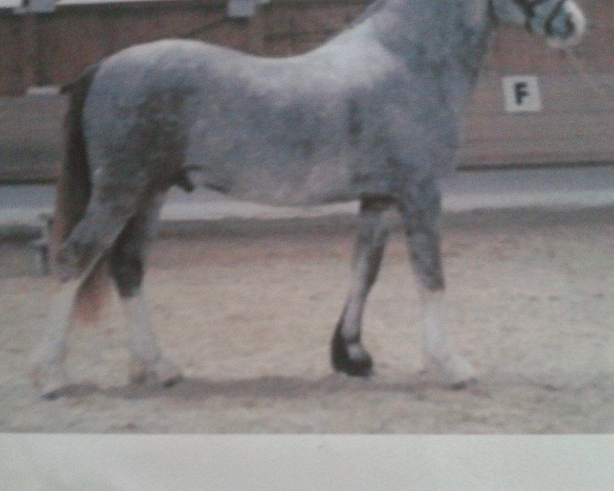Dressurpferd Mentos (Welsh-Cob (Sek. D), 2008, von Meisterhof's Mo)