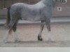 dressage horse Mentos (Welsh-Cob (Sek. D), 2008, from Meisterhof's Mo)