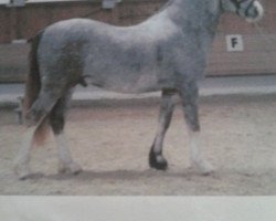 Dressurpferd Mentos (Welsh-Cob (Sek. D), 2008, von Meisterhof's Mo)